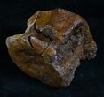 Hadrosaur Vertebra - Two Medicine Formation #13892-1